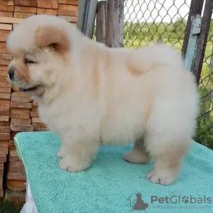 Photo №4. Je vais vendre chow-chow en ville de Миндельхайм. annonce privée, de la fourrière, éleveur - prix - 250€