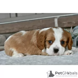 Photo №3. Cavalier King Charles Spaniel disponible. USA