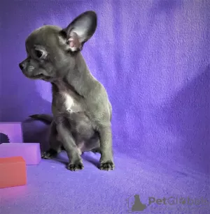 Photos supplémentaires: Chiot à vendre chihuahua blanc et bleu