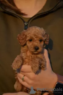 Photo №4. Je vais vendre caniche (jouet) en ville de Mladenovac. éleveur - prix - négocié