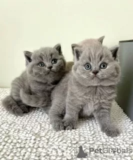 Photo №2 de l'annonce № 128688 de la vente british shorthair - acheter à Allemagne éleveur