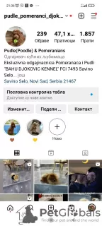 Photo №4. Je vais vendre chien bâtard en ville de Нови Сад. éleveur - prix - Gratuit