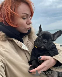 Photo №1. bouledogue - à vendre en ville de Baden-Baden | 404€ | Annonce №128240