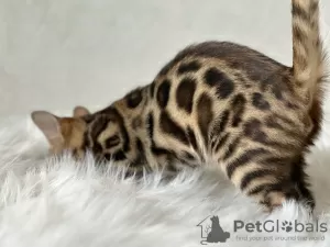 Photo №2 de l'annonce № 100955 de la vente bengal - acheter à USA annonce privée, de la fourrière, éleveur