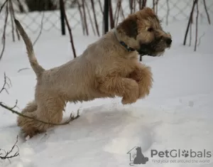 Photo №4. Je vais vendre terrier irlandais à poil doux en ville de Tallinn. de la fourrière - prix - négocié