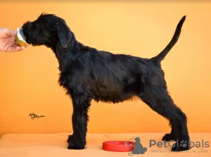 Photos supplémentaires: Chiots Schnauzer Géant