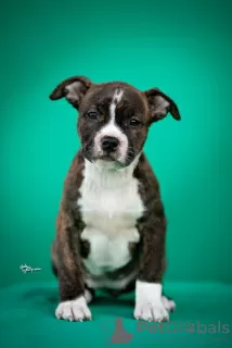 Photos supplémentaires: American Staffordshire Terrier