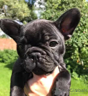 Photos supplémentaires: Bouledogue Français FCI