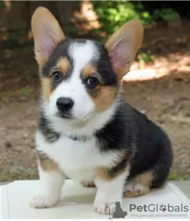 Photo №1. welsh corgi - à vendre en ville de Градец-Кралове | négocié | Annonce №96477