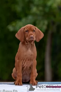 Photo №3. Chiots Vizsla hongrois. Biélorussie