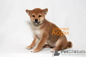 Photo №4. Je vais vendre shiba en ville de Москва. éleveur - prix - négocié