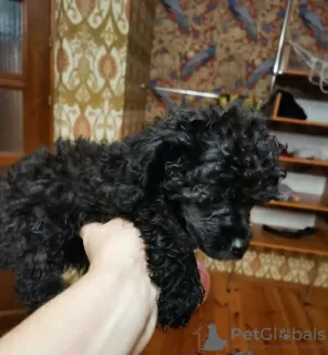 Photo №2 de l'annonce № 9800 de la vente caniche (jouet) - acheter à Biélorussie de la fourrière, éleveur