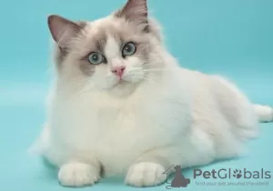 Photo №1. ragdoll - à vendre en ville de Puurs-Sint-Amands | Gratuit | Annonce № 128218