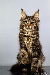 Photo №1. maine coon - à vendre en ville de Mourmansk | Négocié | Annonce № 5244