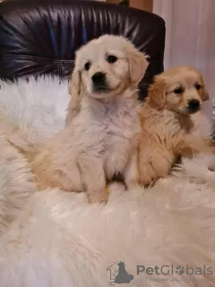 Photo №4. Je vais vendre golden retriever en ville de Vilovo. éleveur - prix - 150€