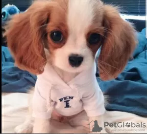 Photo №2 de l'annonce № 51360 de la vente cavalier king charles spaniel - acheter à Iles Vierges Britanniques annonce privée