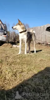 Photos supplémentaires: Chiots Laika de Sibérie occidentale