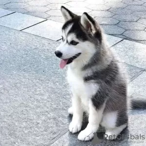 Photo №1. husky de sibérie - à vendre en ville de Varna | négocié | Annonce №111777