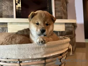 Photo №4. Je vais vendre shiba en ville de Jakovo.  - prix - 700€