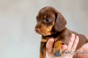 Photo №3. Chiot teckel lapin, mâle brun et feu. Biélorussie