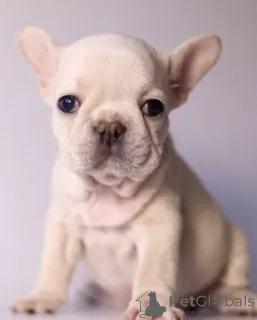 Photos supplémentaires: Chiots bouledogue français moelleux