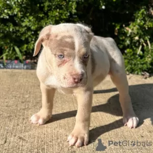 Photo №1. american bully - à vendre en ville de Гамбург | 600€ | Annonce №105795