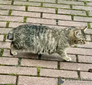 Photos supplémentaires: Deux merveilleux chatons gris recherchent un foyer.