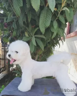 Photo №1. bichon à poil frisé - à vendre en ville de Bar | 950€ | Annonce №48021