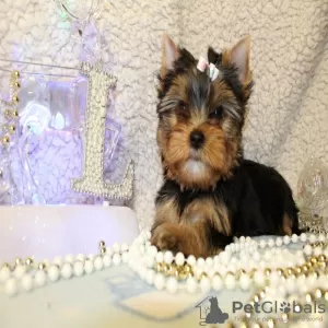 Photo №2 de l'annonce № 19572 de la vente yorkshire terrier - acheter à Israël annonce privée, éleveur