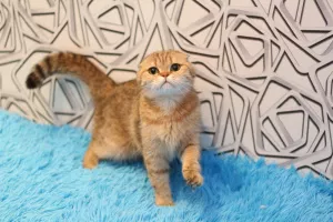 Photo №2 de l'annonce № 6965 de la vente scottish fold - acheter à Fédération de Russie de la fourrière