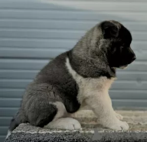 Photos supplémentaires: Akita américain, chiots disponibles