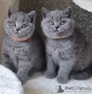 Photo №1. british shorthair - à vendre en ville de Helsinki | Gratuit | Annonce № 127191