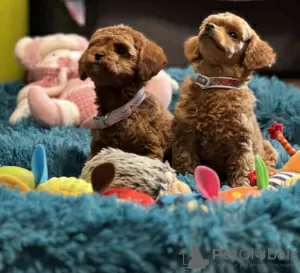 Photo №1. caniche (jouet) - à vendre en ville de Inđija | négocié | Annonce №129558