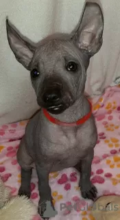 Photos supplémentaires: Chiot Xoloitzcuintle