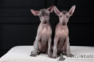 Photo №2 de l'annonce № 121650 de la vente xoloitzcuintle - acheter à La croatie 