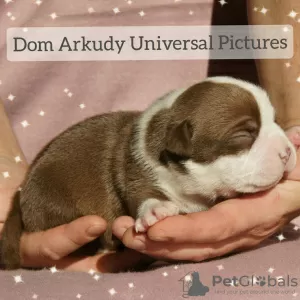 Photo №1. american bully - à vendre en ville de Saratov | 913€ | Annonce №15215