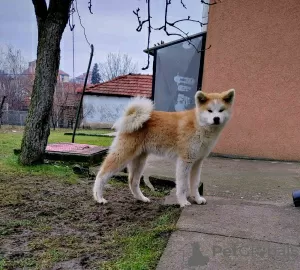 Photos supplémentaires: Chiots Akita Inu japonais