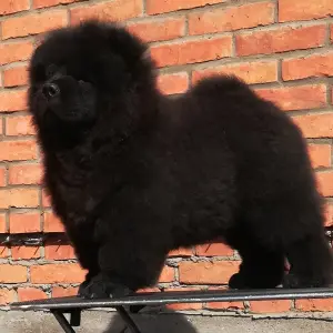 Photo №2 de l'annonce № 2049 de la vente chow-chow - acheter à Fédération de Russie de la fourrière