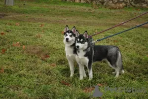 Photo №1. husky de sibérie - à vendre en ville de Kherson | 200€ | Annonce №9125