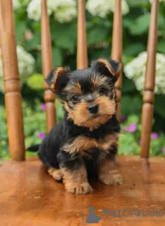 Photo №2 de l'annonce № 92908 de la vente yorkshire terrier - acheter à Irlande annonce privée