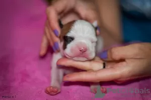 Photos supplémentaires: Chiot à vendre