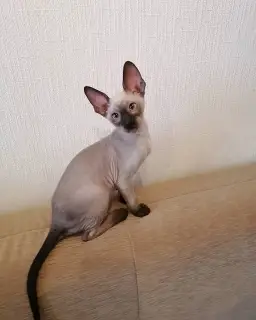 Photo №1. cornish rex - à vendre en ville de Чебоксары | 366€ | Annonce № 4729