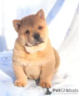 Photos supplémentaires: chiot chow-chow