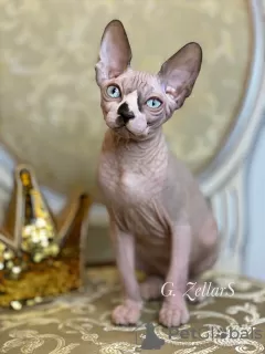 Photo №1. sphynx - à vendre en ville de New york | négocié | Annonce № 10749