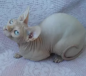 Photo №1. sphynx - à vendre en ville de Odessa | 1362€ | Annonce № 5079