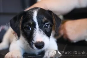 Photos supplémentaires: Chiot Jack Russell Terrier