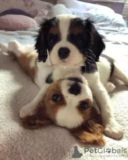 Photo №1. cavalier king charles spaniel - à vendre en ville de Vilnius | 300€ | Annonce №75782