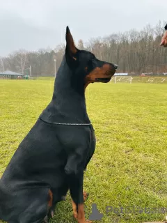 Photos supplémentaires: Doberman FCI