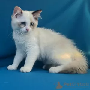 Photo №1. ragdoll - à vendre en ville de Vladivostok | négocié | Annonce № 47325