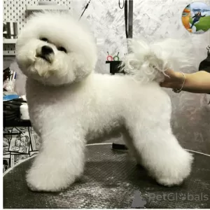 Photo №4. Je vais vendre bichon à poil frisé en ville de Bar. annonce privée, de la fourrière, éleveur - prix - négocié